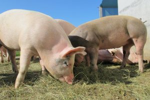 Uitbraak Afrikaanse Varkenspest bij biologisch varkensbedrijf in Baden-Württemberg