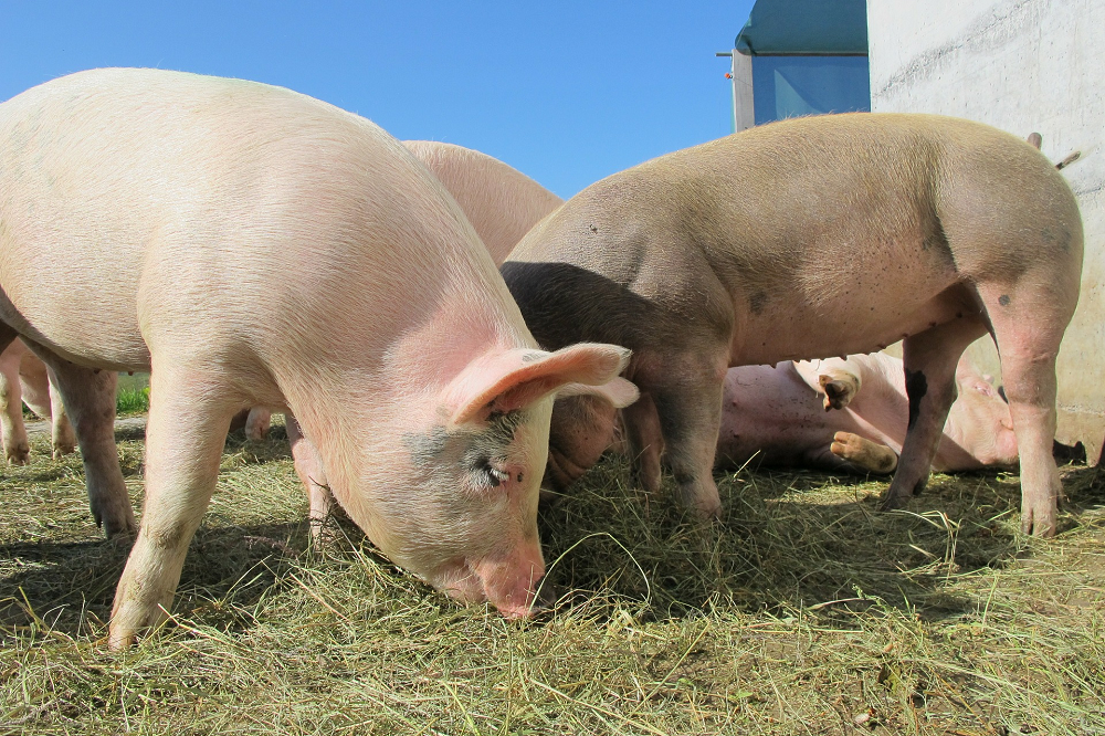 Uitbraak Afrikaanse Varkenspest bij biologisch varkensbedrijf in Baden-Württemberg