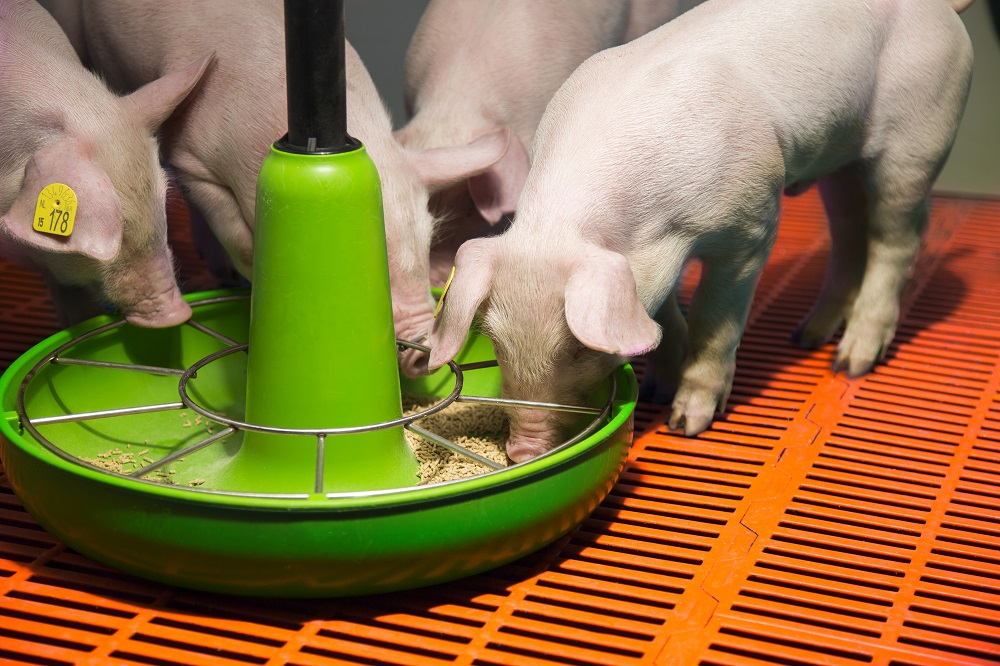 Biologische vleesvarkens: hard of efficiënt voeren?