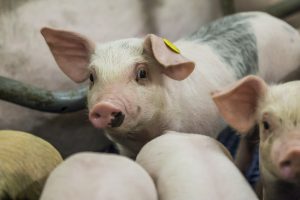 Op 6 november is de kick off van het project ‘RAMBO’. Dit project helpt varkens- en pluimveehouders in Vlaanderen en Nederland met het terugdringen van stikstofemissies. https://www.pluimveebedrijf.be/wet-en-regelgeving/stikstofaanpak/kick-off-van-rambo-ammoniakreductie-in-pluimveehouderij/