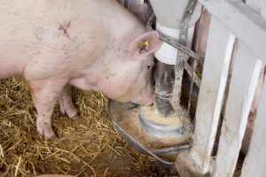 VoederWaarde.nl bereikt hoogste borgingsniveau in vijf jaar