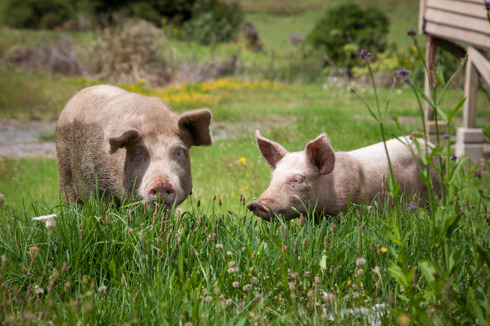 Innovatie-wedstrijd voor varkenshouders weer van start