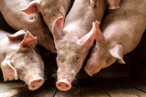 Partners verlengen Actieprogramma Vitale Varkenshouderij opnieuw met vier jaar