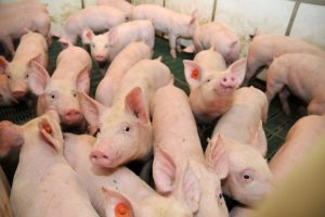 Het aantal uitbraken van Afrikaanse varkenspest (AVP) in Roemenië zijn recentelijk toegenomen, waarschuwde de minister van Landbouw, Petre Daea. Volgens hem zijn er in de afgelopen twee jaar meer dan 1.200.000 varkens verdwenen in Roemenië door de Afrikaanse varkenspest.
