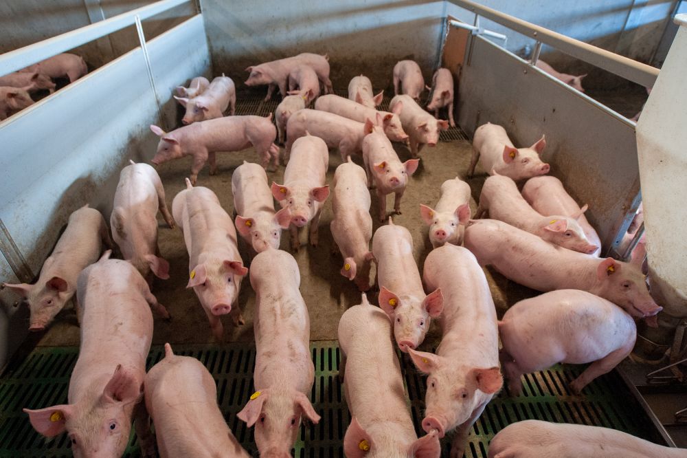 8,9 procent minder varkens geslacht in Duitsland