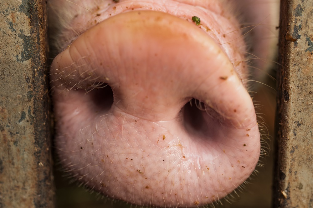Respiratieklachten bij varkens in de wintermaanden hoger