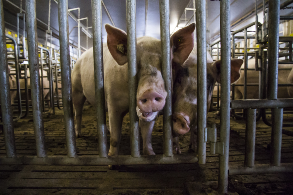 Varkenssector vermindert ammoniakuitstoot met ruim 83 procent