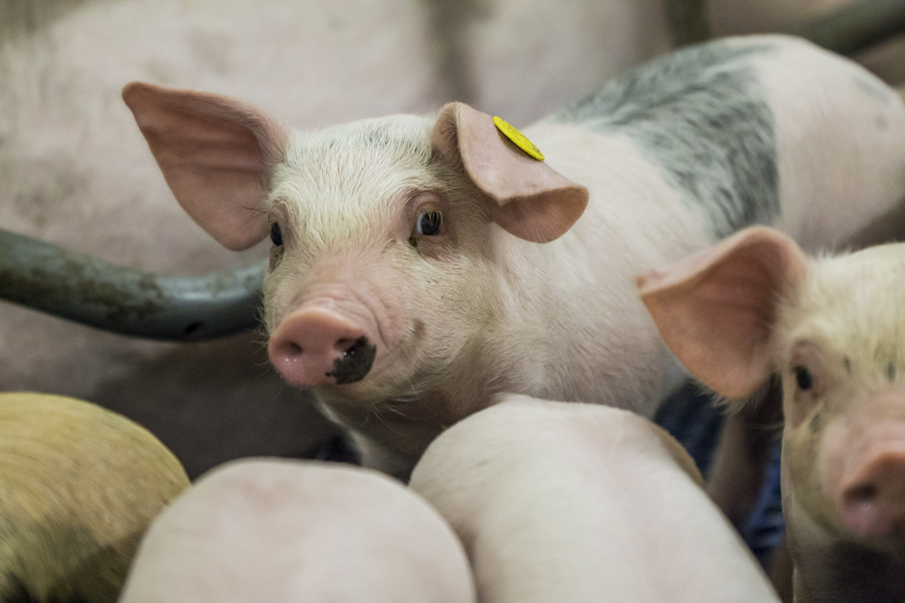 Opties voor ammoniakreductie in stallen voor biologische varkens