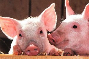Slimme varkensketen: camera voor het meten van vetkwaliteit