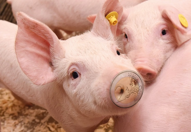 Goede voeropname in kraamhok loont