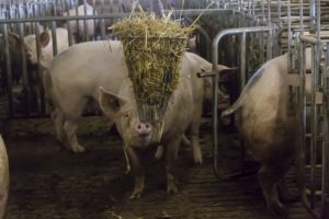 Hokverrijking varkens: meer dan alleen afleiding
