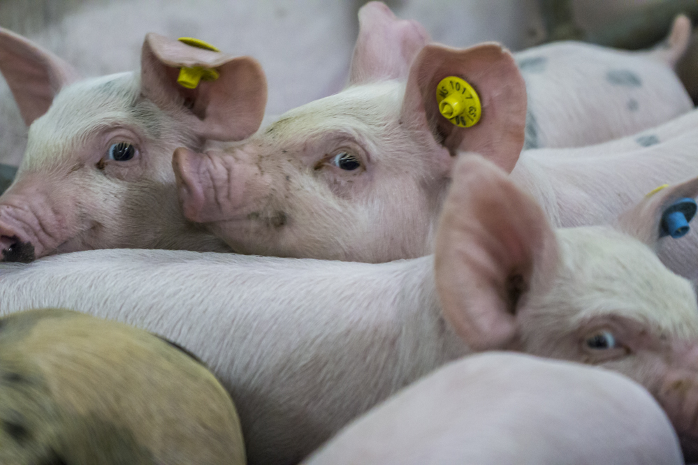 Innoveren in de varkenssector? Vraag subsidie aan