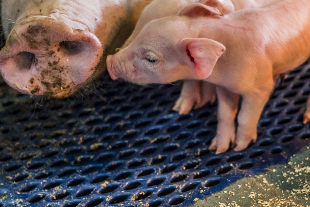 Corona-basisregels helpen ook tegen griep bij varkens