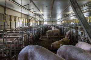 Veestapel 2022: Nauwelijks minder melkkoeien, wel minder varkens