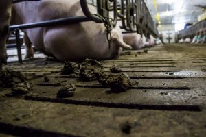 Stikstof- en fosfaatexcretie varkens ruim onder plafond 2024