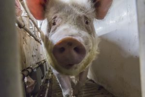 Praktijkgericht onderzoek naar de aanpak van biofilms in drinkwatersystemen van varkens en pluimvee