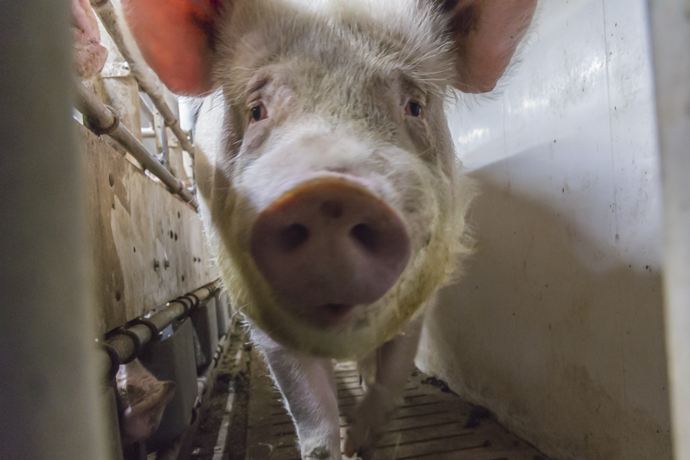 Praktijkgericht onderzoek naar de aanpak van biofilms in drinkwatersystemen van varkens en pluimvee