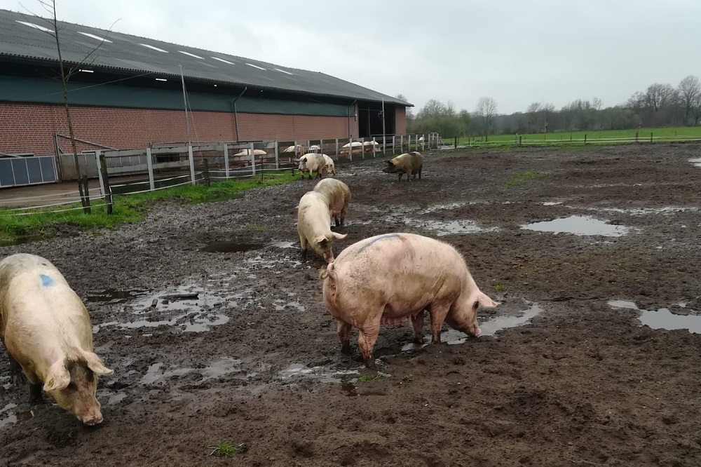 Varkens 'dansend' de wei in bij biologische varkenshouderij familie Van Veen