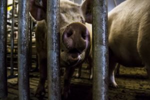 Brandenburg: AVP aangetroffen bij gehouden varkens