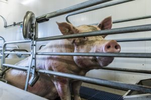 Influenza monitoring bij varkens gestart