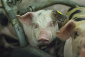 De symptomen en aanpak van hittestress bij varkens