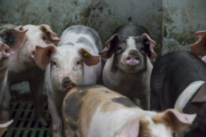 Bijeenkomst voor varkenshouders over duurzaam en toekomstbestendig werken