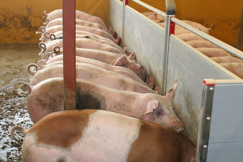 “Meerkosten ongecoupeerde staarten tussen 9 en 26 euro per afgeleverd varken”