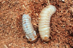 Lekker, levende larven! Hokverrijking én dierenwelzijn voor biggen en kuikens