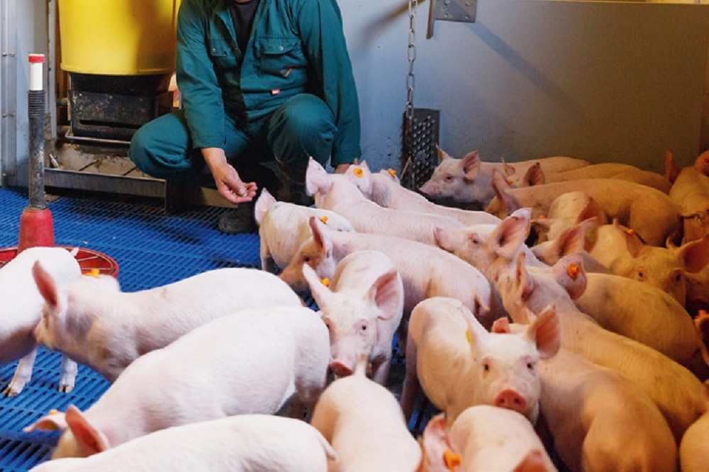 Ideeënbus voor varkenshouderij nog tot 1 september open