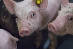 Halfjaarcijfers 2023 varkenshouderij: een noodzakelijke stijgende lijn