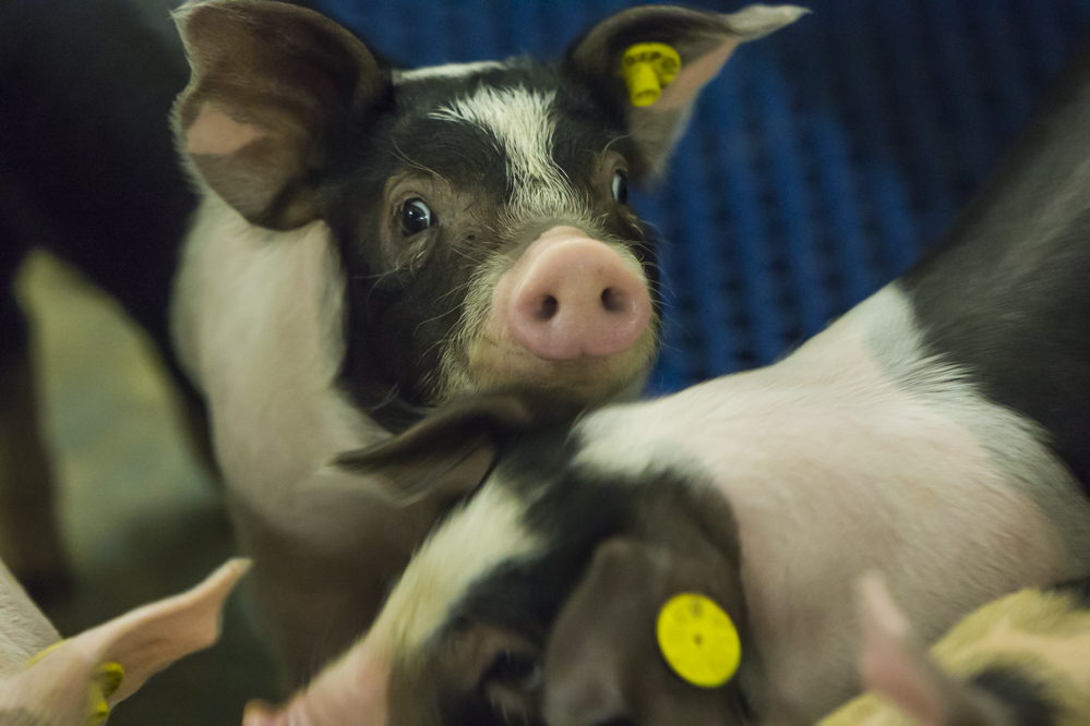 Besparen en duurzame energie opwekken op varkenshouderijen