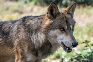 LTO: Europese Commissie zet goede volgende stap in aanpak wolf