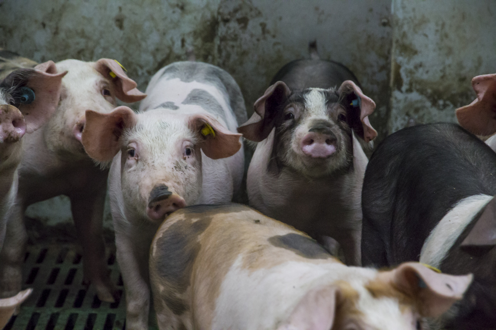 Daling van het aantal varkens in de EU vlakt af
