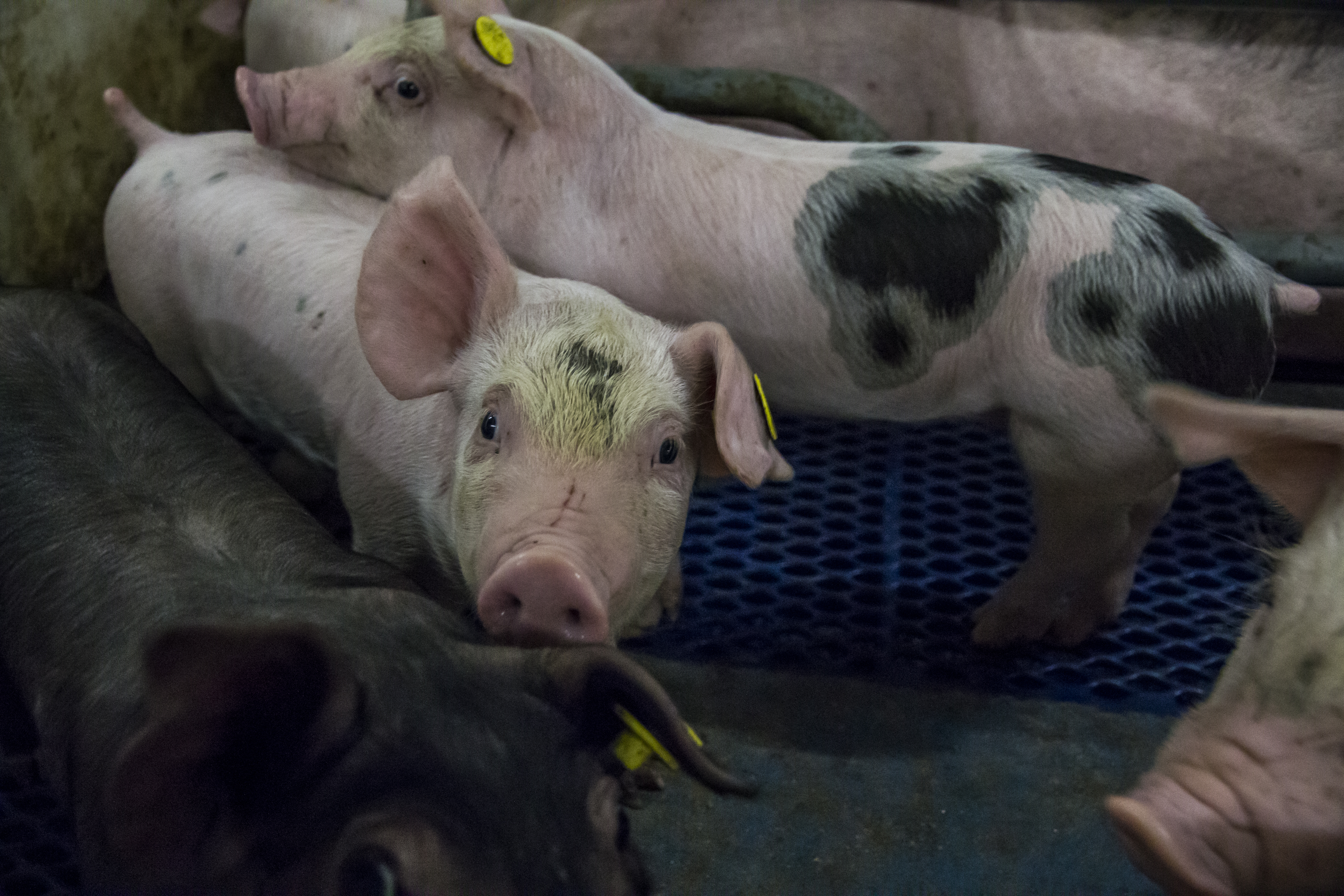Nieuwe 4-wekelijkse kostprijsberekening voor varkens met Beter Leven Keurmerk