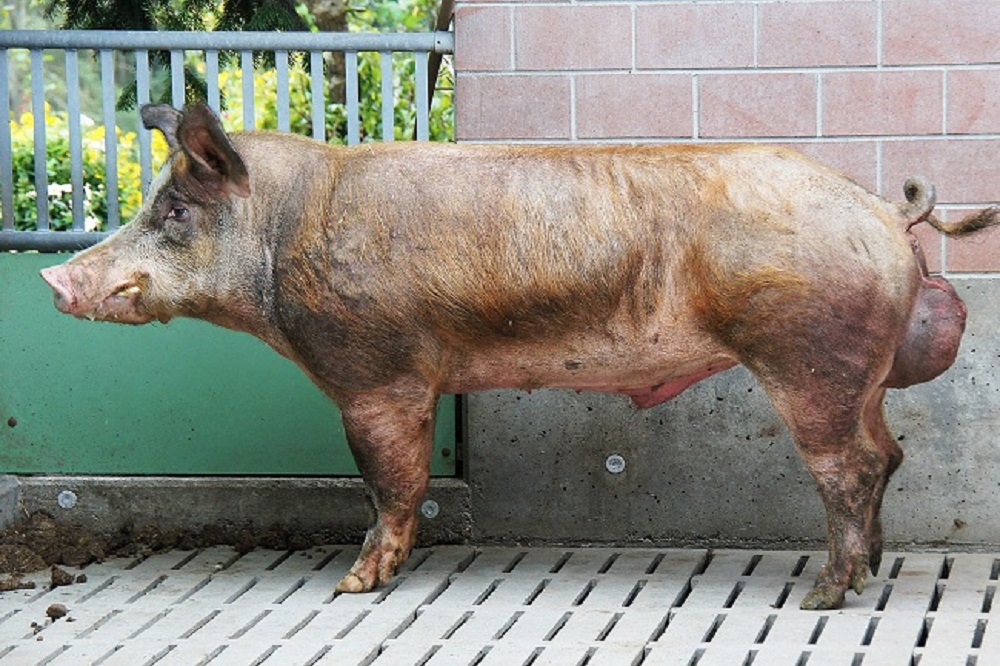 Balanceren tussen genetische voortuitgang en diversiteit, hoe doe je dat goed?