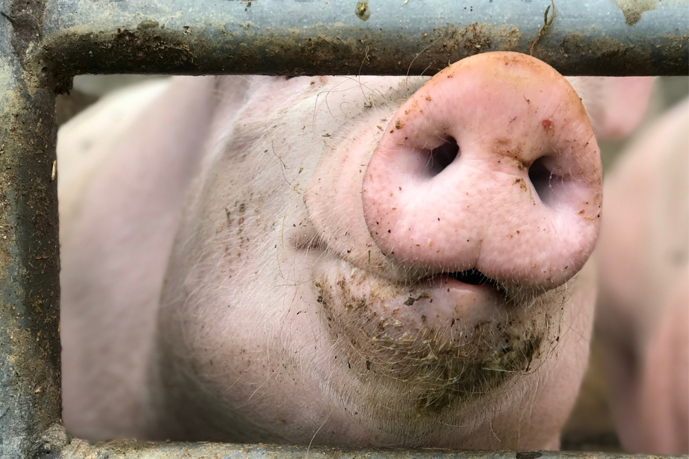 Nieuw onderzoek naar verspreiding varkensgriep