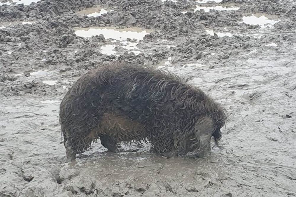 NVWA grijpt in bij veehouder in Zuid-Holland, 18 wolvarkens in bewaring
