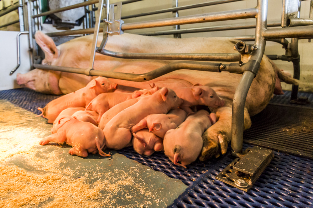CO2-uitstoot van varkens verkleinen middels genetica