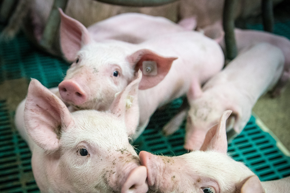 Voortgang project ‘Slimme Varkensketen – sturen op diergezondheid’