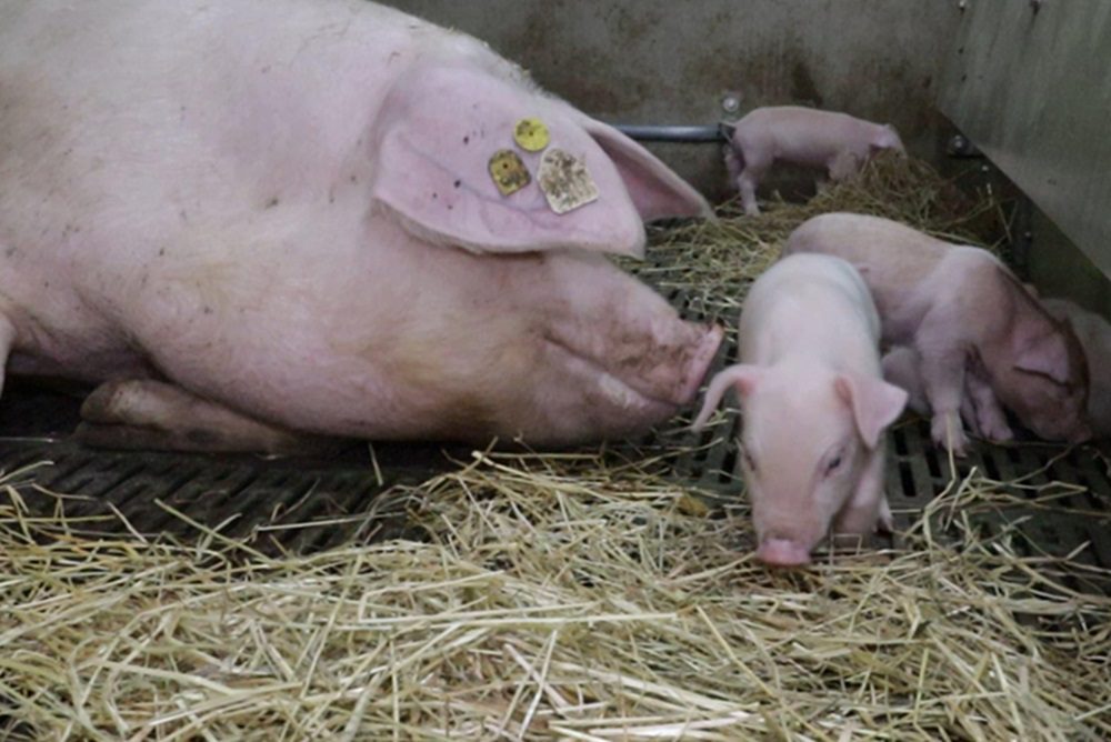 ‘Genetica doorslaggevend voor succes in vrijloopkraamhokken’