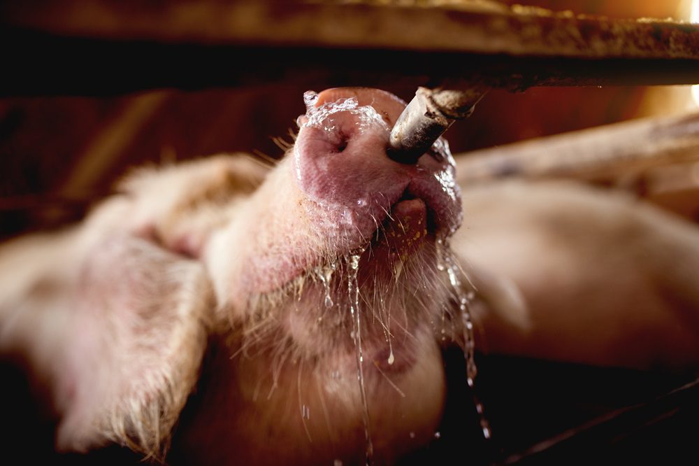 Water leren drinken is cruciaal is voor biggen