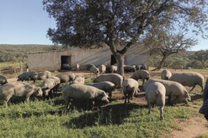 Bioveiligheid voor varkenshouderij in open lucht
