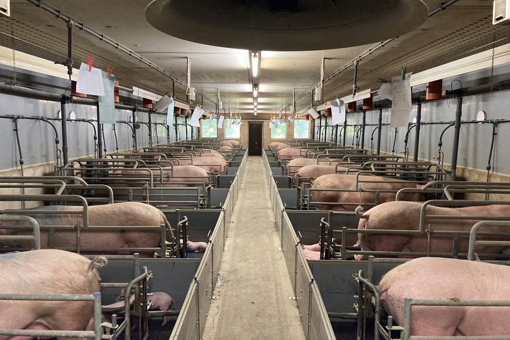 Halen we ook bij grotere tomen een acceptabel geboortegewicht?