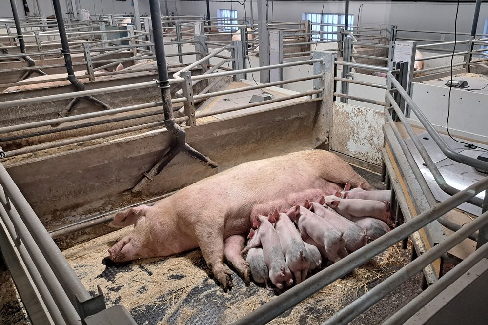 Dierwaardige veehouderij: samenwerking en marktvraag zijn cruciaal voor succes