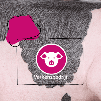 Varkensbedrijf aanbieding