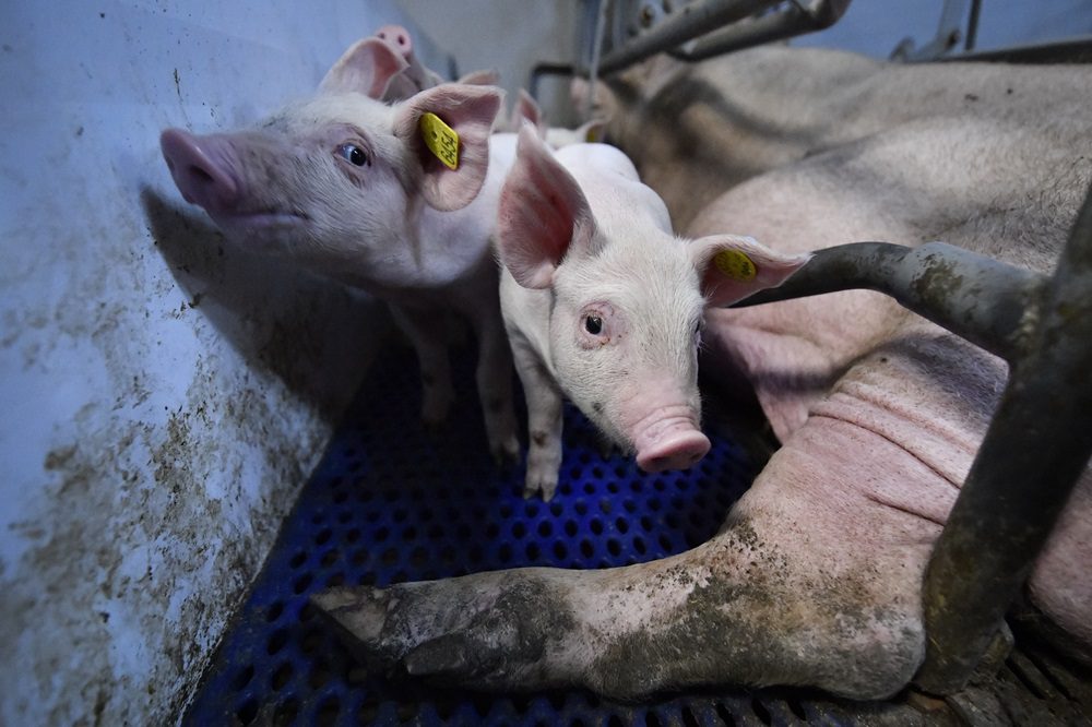 Zinpro bundelt internationale kennis over klauwgezondheid bij zeugen in nieuw naslagwerk