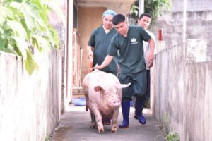 Filipijnse varkenshouderij heeft nieuwe hulpmiddelen tegen Afrikaanse