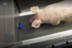 Lysinebehoefte bij gespeende biggen 