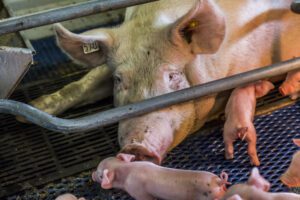 Nieuwe Sow Excellence Index helpt klauwproblemen vroegtijdig opsporen en geeft handvatten voor verbetering