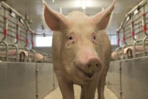 Fundament voor duurzame zeugen